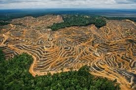 deforestation (1)